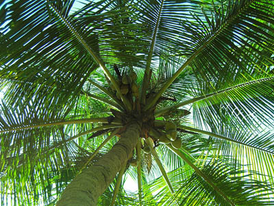 virgin coconut oil 100% cold pressed with rich vitamins and minerals, the best treatment for your skin and hair virgin coconut oil 100% cold pressed with rich vitamins and minerals, the best treatment for your skin and hair