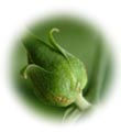 น้ำมันนวดอโรมาสปาออย กลิ่นดอกลีลาวดี Aromatherapy Spa Massage Oil Plumeria น้ำมันนวดอโรมาสปาออย กลิ่นดอกลีลาวดี Aromatherapy Spa Massage Oil Plumeria