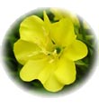 น้ำมันนวดอโรมาสปาออย กลิ่นดอกลีลาวดี Aromatherapy Spa Massage Oil Plumeria น้ำมันนวดอโรมาสปาออย กลิ่นดอกลีลาวดี Aromatherapy Spa Massage Oil Plumeria